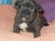 French Bulldog Puppies for sale in Roseville, CA, USA. price: NA