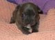French Bulldog Puppies for sale in Roseville, CA, USA. price: $350