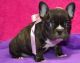 French Bulldog Puppies for sale in Worcester, MA, USA. price: NA
