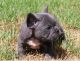 French Bulldog Puppies for sale in Arlington, TX, USA. price: $400