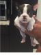 French Bulldog Puppies for sale in Arlington, TX, USA. price: $400
