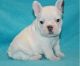 French Bulldog Puppies for sale in Gresham, OR, USA. price: NA