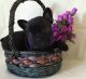 French Bulldog Puppies for sale in Albany, OH 45710, USA. price: NA