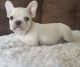 French Bulldog Puppies for sale in Browerville, MN 56438, USA. price: $500