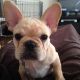 French Bulldog Puppies for sale in Dennysville, ME, USA. price: NA