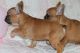 French Bulldog Puppies for sale in Dennysville, ME, USA. price: NA