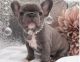 French Bulldog Puppies for sale in Charlotte, NC, USA. price: NA