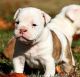 French Bulldog Puppies for sale in Huntsville, AL, USA. price: $4