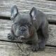 French Bulldog Puppies for sale in Norman, OK, USA. price: $500