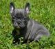 French Bulldog Puppies for sale in Canutillo, TX, USA. price: $500
