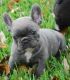 French Bulldog Puppies for sale in Bakersfield, VT, USA. price: NA