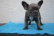 French Bulldog Puppies for sale in Huntsville, AL, USA. price: $500