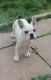 French Bulldog Puppies for sale in Newport News, VA, USA. price: $500