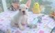 French Bulldog Puppies for sale in Springfield, MA, USA. price: $400