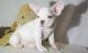 French Bulldog Puppies for sale in Spokane, WA, USA. price: NA