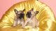 French Bulldog Puppies for sale in East Los Angeles, CA, USA. price: NA