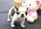 French Bulldog Puppies for sale in Thomaston, AL 36783, USA. price: NA