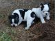 French Bulldog Puppies for sale in Concord, CA, USA. price: $150