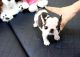 French Bulldog Puppies for sale in Visalia, CA, USA. price: $900