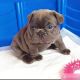 French Bulldog Puppies for sale in Aptos, CA 95003, USA. price: $300