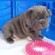 French Bulldog Puppies for sale in Ducor, CA 93218, USA. price: NA