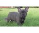 French Bulldog Puppies for sale in Lakewood, CO, USA. price: NA