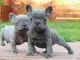French Bulldog Puppies for sale in Akiachak, AK, USA. price: NA