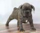 French Bulldog Puppies for sale in Waterbury, CT, USA. price: NA