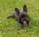 French Bulldog Puppies for sale in Evansville, IN, USA. price: NA