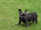 French Bulldog Puppies for sale in Flint, MI, USA. price: NA