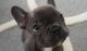 French Bulldog Puppies for sale in Lowell, MA, USA. price: $500