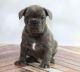 French Bulldog Puppies for sale in Aurora, IL, USA. price: NA