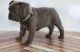 French Bulldog Puppies for sale in Elgin, IL, USA. price: $500
