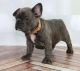 French Bulldog Puppies for sale in Elizabeth, NJ, USA. price: NA
