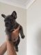 French Bulldog Puppies for sale in Gilbert, AZ, USA. price: NA
