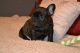 French Bulldog Puppies for sale in Glencoe, AR 72539, USA. price: NA