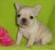 French Bulldog Puppies for sale in Kansas City, MO, USA. price: $600