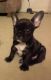 French Bulldog Puppies for sale in Billings, MT, USA. price: $600