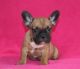 French Bulldog Puppies for sale in Manchester, NH, USA. price: $600