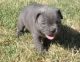 French Bulldog Puppies for sale in Toledo, OH, USA. price: NA