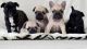 French Bulldog Puppies for sale in Santa Clara, CA, USA. price: NA