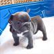 French Bulldog Puppies for sale in Santa Cruz, CA, USA. price: $1,000
