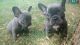 French Bulldog Puppies for sale in Burbank, CA, USA. price: $600