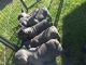 French Bulldog Puppies for sale in Clayton, DE, USA. price: NA