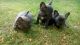 French Bulldog Puppies for sale in Gilbert, AZ, USA. price: $600