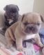 French Bulldog Puppies for sale in East Los Angeles, CA, USA. price: $500