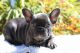 French Bulldog Puppies for sale in Sun Valley, AZ, USA. price: NA