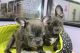 French Bulldog Puppies for sale in Ann Arbor, MI, USA. price: $400