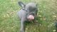 French Bulldog Puppies for sale in Coral Springs, FL, USA. price: NA