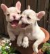 French Bulldog Puppies for sale in Huntington Beach, CA, USA. price: $600